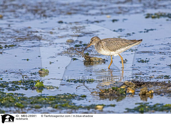 Rotschenkel / redshank / MBS-28981