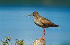 common redshank