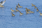 redshanks