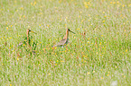 common redshank