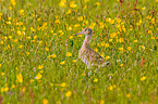 common redshank