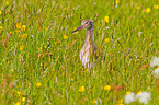 common redshank