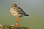 common redshank