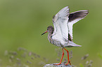 common redshank