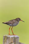 common redshank