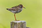 common redshank