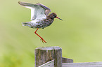 common redshank