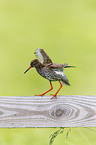 common redshank