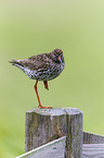 common redshank