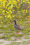 common redshank