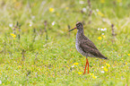 common redshank