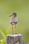 common redshank