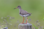 common redshank