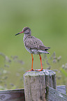 common redshank