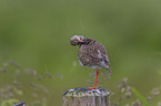 common redshank