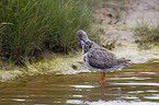 common redshank