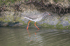 common redshank