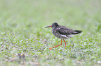 common redshank