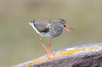 common redshank