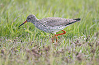 common redshank