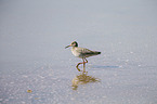 common redshank