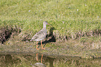 common redshank