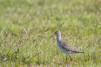 common redshank