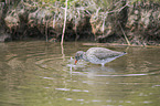 common redshank