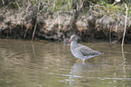 common redshank