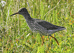 common redshank