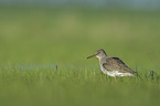 common redshank