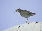 common redshank