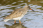 common redshank