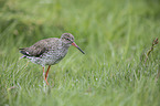 common redshank