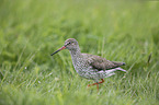 common redshank