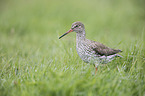 common redshank