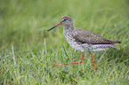 common redshank