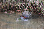 common redshank