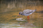 common redshank