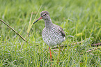 common redshank