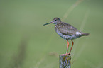 Redshank