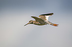 flying Redshank