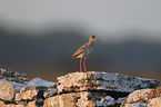 common redshank