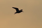 common redshank