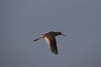 common redshank