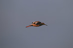 common redshank