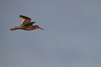 common redshank