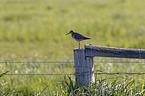 Redshank