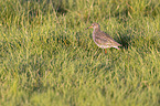 Redshank