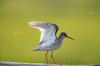 Redshank